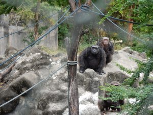 A big fella at Dusit Zoo in Bangkok