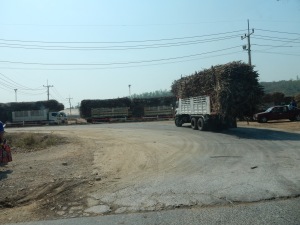 Cane trucks in Kanchanaburi entering the plant.  Proper loads!!